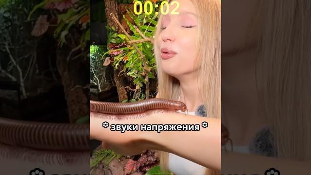 СМОЖЕШЬ ли взять ЯДОВИТОГО ПАУКА? СМОЖЕШЬ ли взять ЯДОВИТОГО ПАУКА?