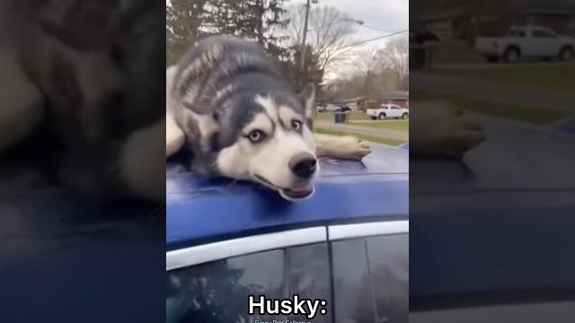 German Shepherd vs Husky Funniest Huskies | Best Videos #husky #doglovers #huskydog #shorts #dog German Shepherd vs Husky Funniest Huskies | Best Videos #husky #doglovers #huskydog #shorts #dog