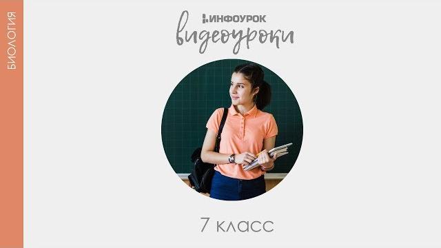 Многообразие и значение Земноводных в природе и жизни человека | Биология 7 класс #32 | Инфоурок Многообразие и значение Земноводных в природе и жизни человека | Биология 7 класс #32 | Инфоурок