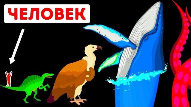 Самое крупное в мире существо – кто оно? Самое крупное в мире существо – кто оно?