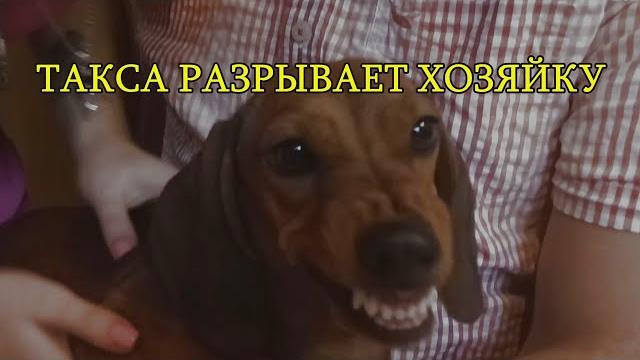 Такса разрывает хозяйку. Такса разрывает хозяйку.