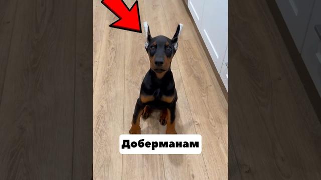 Зачем Доберманам ОТРЕЗАЮТ Уши И Хвост?ШОК‼️ Зачем Доберманам ОТРЕЗАЮТ Уши И Хвост?ШОК‼️