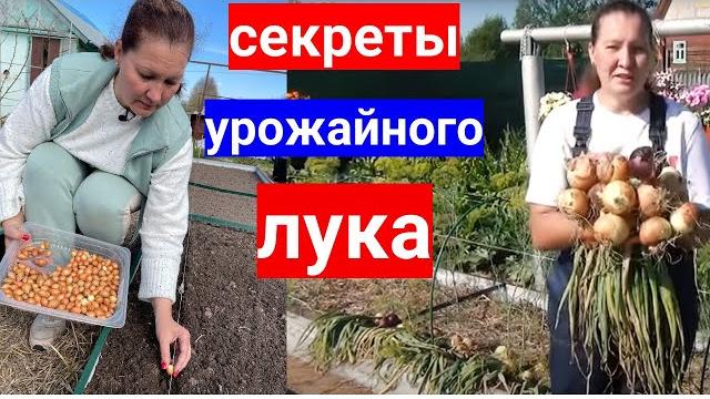 Вы сажаете лук севок неправильно, если у вас нет урожая. Как посадить лук-севок весной без проблем Вы сажаете лук севок неправильно, если у вас нет урожая. Как посадить лук-севок весной без проблем