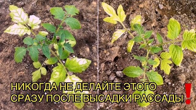Рассада желтеет сразу после высадки. Что нужно сделать, а главное - чего делать не нужно! Рассада желтеет сразу после высадки. Что нужно сделать, а главное - чего делать не нужно!