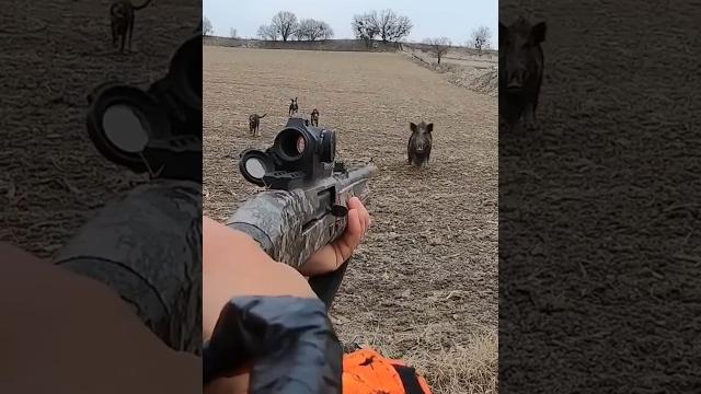 Гигантский дикий кабан напал на меня #cinghiale #chasse #wildboar #охота #дикий кабан#hunting Гигантский дикий кабан напал на меня #cinghiale #chasse #wildboar #охота #дикий кабан#hunting