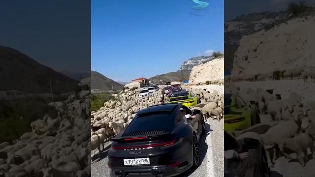 Пастух сильнее Porsche Пастух сильнее Porsche