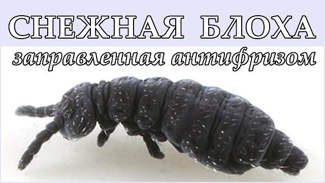 СНЕЖНАЯ БЛОХА - Заправленная антифризом СНЕЖНАЯ БЛОХА - Заправленная антифризом