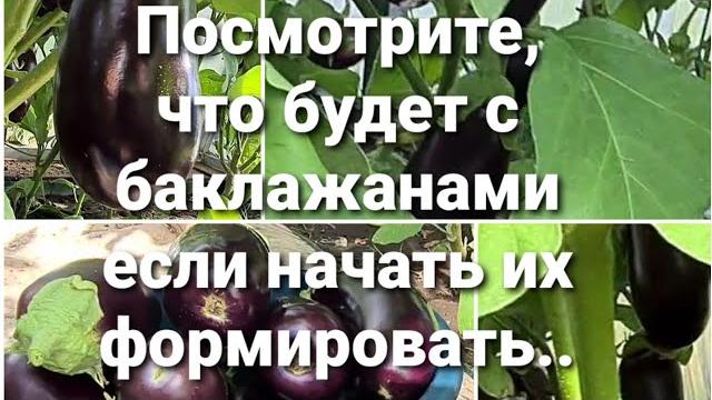 Как сформировать баклажаны для большого урожая. Как сформировать баклажаны для большого урожая.