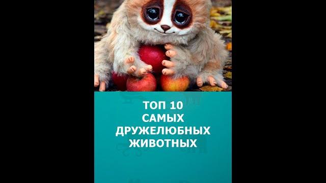 Топ 10 самых дружелюбных животных #шортс #животные #интересное #топ10 #shorts #комарик Топ 10 самых дружелюбных животных #шортс #животные #интересное #топ10 #shorts #комарик