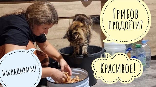Гигантские опята! Кошка Морошка устроила себе грибалку на кухне, потому что ей рыбов не докладывают Гигантские опята! Кошка Морошка устроила себе грибалку на кухне, потому что ей рыбов не докладывают