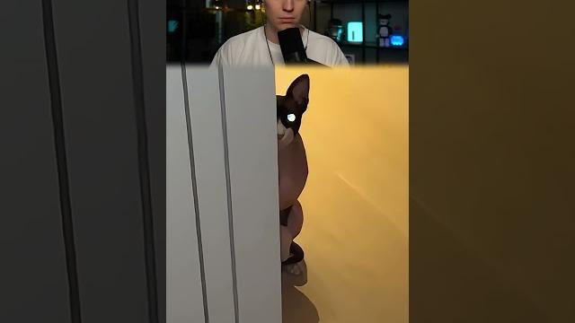 КОТЫ НЕ СТРАШНЫЕ, НО ПОСЛЕДНИЙ #Shorts #Глент КОТЫ НЕ СТРАШНЫЕ, НО ПОСЛЕДНИЙ #Shorts #Глент