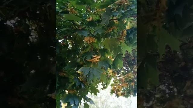 Старый клен. Кадышева Старый клен. Кадышева