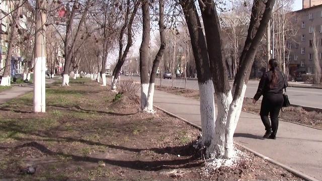 зачем каждый год красят деревья зачем каждый год красят деревья