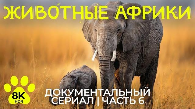 Дикая природа Африки – #6 | 8K HDR Документальный фильм о животных заповедника Гондвана Дикая природа Африки – #6 | 8K HDR Документальный фильм о животных заповедника Гондвана