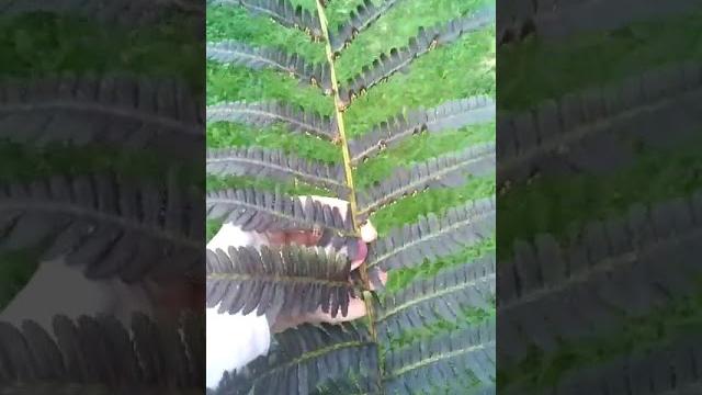 Как цветет папоротник Как цветет папоротник
