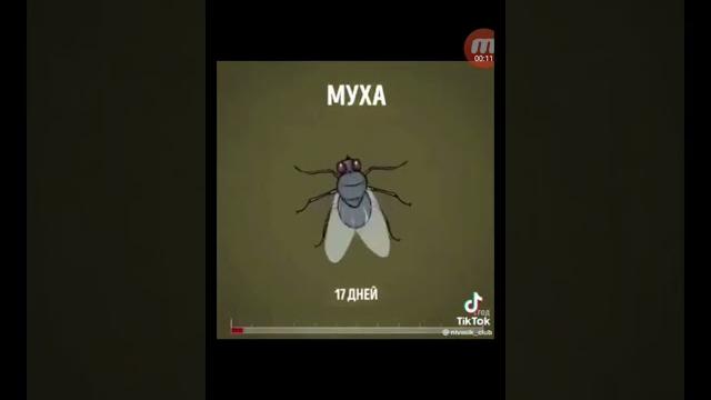 Сколько живут насекомые Сколько живут насекомые