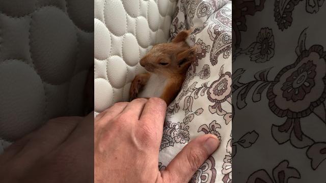 Как спит Чип #funny Как спит Чип #funny