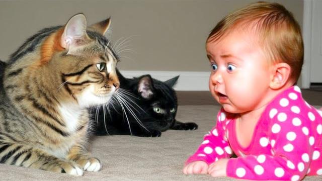 VIRAL VIDEO!! Hilarious Baby And Cats - Funny Babies Video Compilation - Funny Baby Video | Pet Paws VIRAL VIDEO!! Hilarious Baby And Cats - Funny Babies Video Compilation - Funny Baby Video | Pet Paws