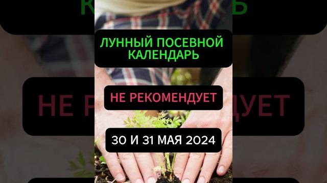 Лунный посевной календарь на 30 и 31 мая 2024 #благоприятныедни #лунныйкалендарь #огород #дача #сад Лунный посевной календарь на 30 и 31 мая 2024 #благоприятныедни #лунныйкалендарь #огород #дача #сад