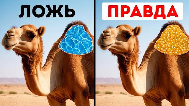 50+ Фактов о животных, о которых нам не рассказывали на уроках биологии 50+ Фактов о животных, о которых нам не рассказывали на уроках биологии