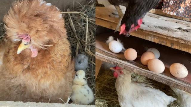 Курица выводит цыплят без присмотра Как это сделать Курица выводит цыплят без присмотра Как это сделать