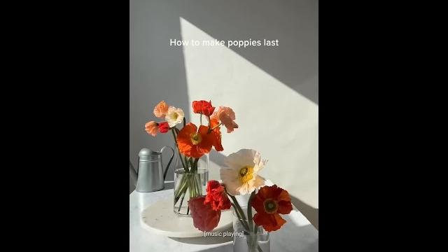 tag someone you want to give flowers to @RachelChoFloral #flowers #arrangement #poppies tag someone you want to give flowers to @RachelChoFloral #flowers #arrangement #poppies