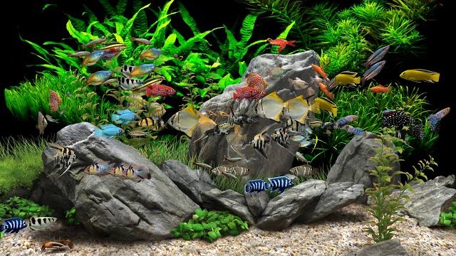 Dream Aquarium - 2 Hours - 8 Tanks (4K) Dream Aquarium - 2 Hours - 8 Tanks (4K)