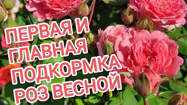 ПЕРВАЯ ПОДКОРМКА РОЗ ВЕСНОЙ. ПЕРВАЯ ПОДКОРМКА РОЗ ВЕСНОЙ.