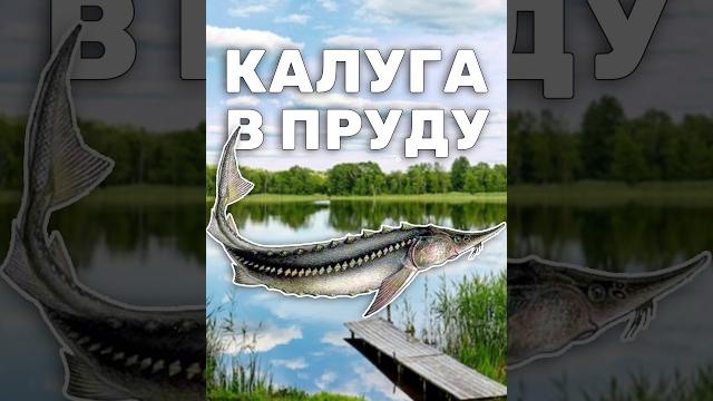 КАЛУГА в своём пруду, реально? Разведение осетровых в пруду, рыбоводство #пруд #осетр #рыбы КАЛУГА в своём пруду, реально? Разведение осетровых в пруду, рыбоводство #пруд #осетр #рыбы