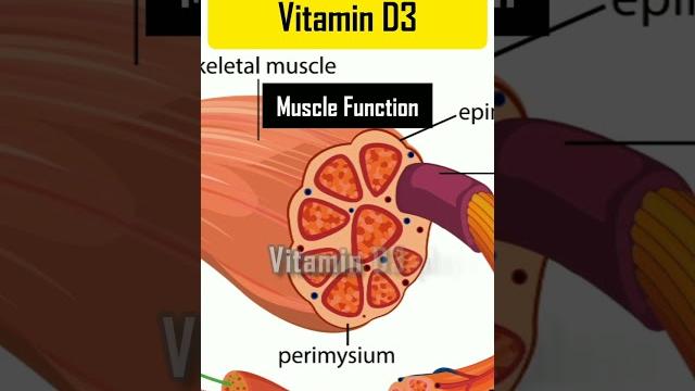 Amazing health benefits of Vitamin D3 Amazing health benefits of Vitamin D3