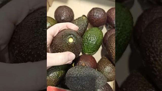 Как выбрать вкусный авокадо? Как выбрать вкусный авокадо?