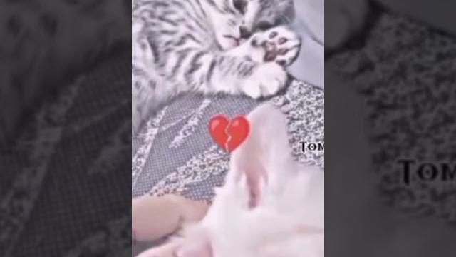 очень грустно жалко котика #грусть #грустно #котики очень грустно жалко котика #грусть #грустно #котики