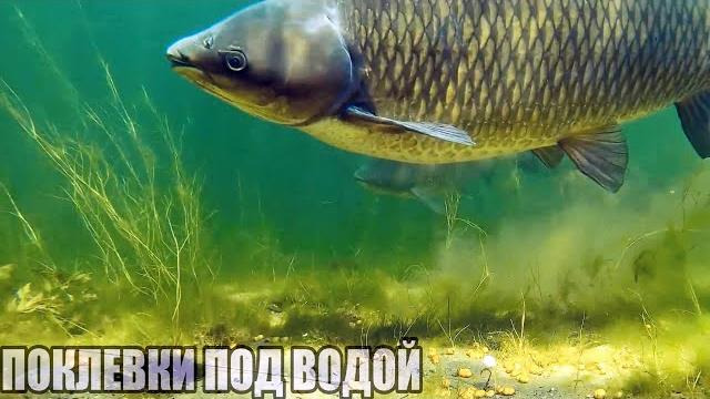 Рыбалка ЗРЕЛИЩНЫЕ ПОКЛЕВКИ ГИГАНТСКИХ РЫБ ПОД ВОДОЙ Амур, Сом, Сазан, Карп, Лещ, Линь. СУПЕР ТРОФЕИ! Рыбалка ЗРЕЛИЩНЫЕ ПОКЛЕВКИ ГИГАНТСКИХ РЫБ ПОД ВОДОЙ Амур, Сом, Сазан, Карп, Лещ, Линь. СУПЕР ТРОФЕИ!