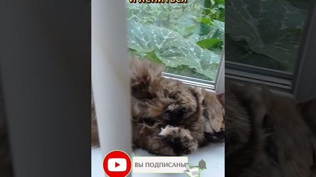 Если есть желание лениться (0055) Кошки и лень. Приколы с котами! Смешные коты! Самые смешные коты! Если есть желание лениться (0055) Кошки и лень. Приколы с котами! Смешные коты! Самые смешные коты!
