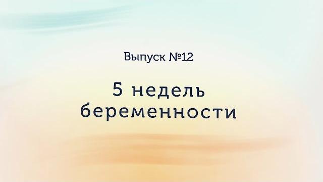 5 недель беременности 5 недель беременности