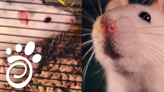 Сколько Живут Крысы? Все О Домашних Животных. Сколько Живут Крысы? Все О Домашних Животных.