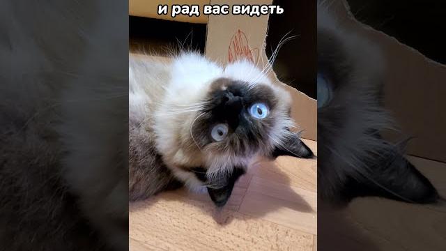 Как понять настроение кошки по хвосту Как понять настроение кошки по хвосту