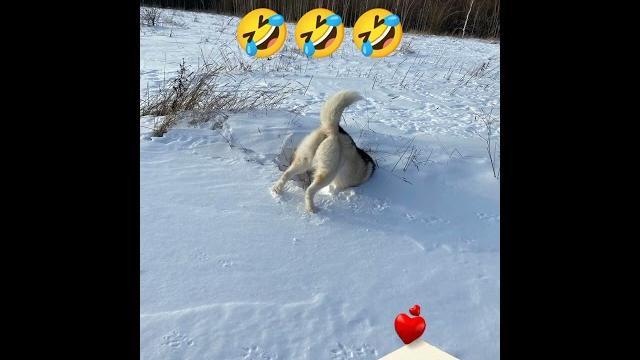 абонент не доступен #хаски #приколы абонент не доступен #хаски #приколы