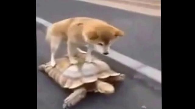 Приколы с животными Приколы с животными