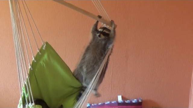 Война кота и енота за место Война кота и енота за место