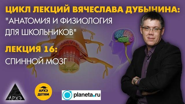 Вячеслав Дубынин: "Спинной мозг" (Лекция 16) Вячеслав Дубынин: "Спинной мозг" (Лекция 16)
