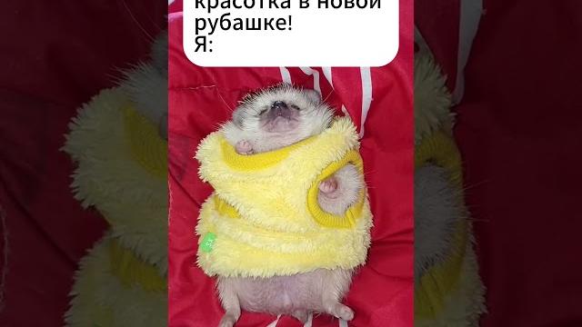 Кросотка #смешныевидео #мемы #ёжики Кросотка #смешныевидео #мемы #ёжики
