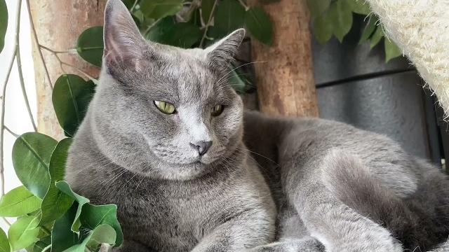 Звуки для Вашей кошки или кота Привлекательные звуки для котов Потеряли кошку, включите этот звук Звуки для Вашей кошки или кота Привлекательные звуки для котов Потеряли кошку, включите этот звук