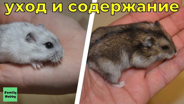 Джунгарский хомяк уход и содержание | hamster Джунгарский хомяк уход и содержание | hamster