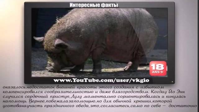 Животные Спасают Людей Животные Спасают Людей