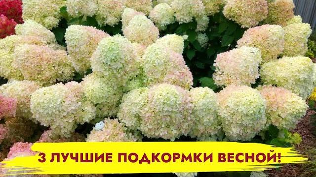 ПОДКОРМИТЕ ТАК ГОРТЕНЗИИ ВЕСНОЙ ЕСЛИ ХОТИТЕ КРУПНЫЕ ЦВЕТЫ! Весенняя подкормка гортензий ПОДКОРМИТЕ ТАК ГОРТЕНЗИИ ВЕСНОЙ ЕСЛИ ХОТИТЕ КРУПНЫЕ ЦВЕТЫ! Весенняя подкормка гортензий