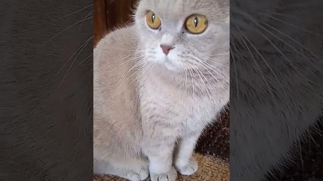 Самое загадочное русское слово С Дроботенко Самое загадочное русское слово С Дроботенко