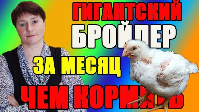 Чем кормить бройлеров. Первый вывод самый крупный. Чем кормить бройлеров. Первый вывод самый крупный.