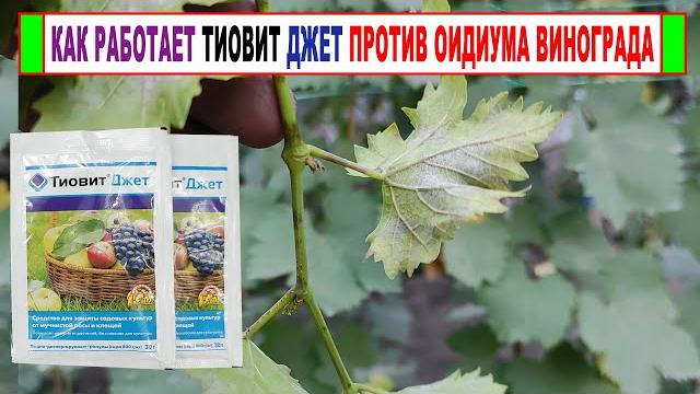 Вот Как работает Тиовит Джет на винограде против оидиума? Не ленитесь проводить профилактику! Вот Как работает Тиовит Джет на винограде против оидиума? Не ленитесь проводить профилактику!