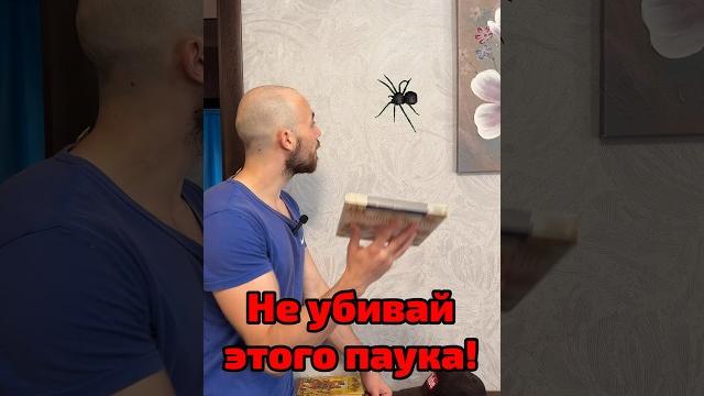 Никогда не убивай этого паука! Никогда не убивай этого паука!